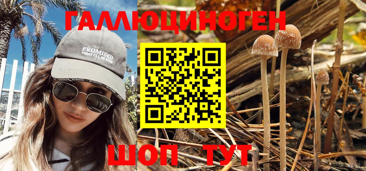 Галлюциногенные грибы Psilocybe Чита